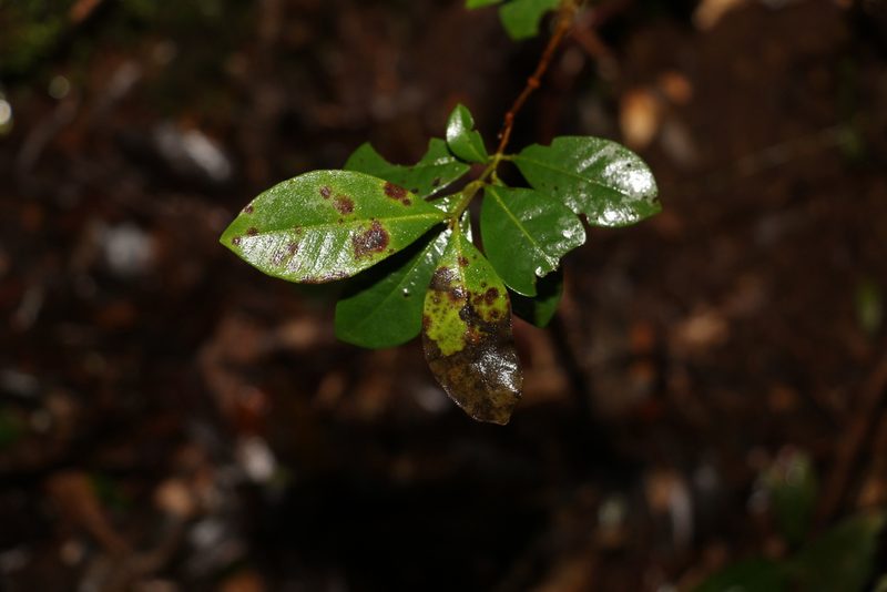 Lenwebbia prominens, photographed by Greg Tasney