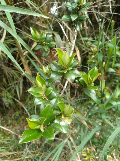 Myrsine dependens, photographed by Alfredo F. Fuentes Claros