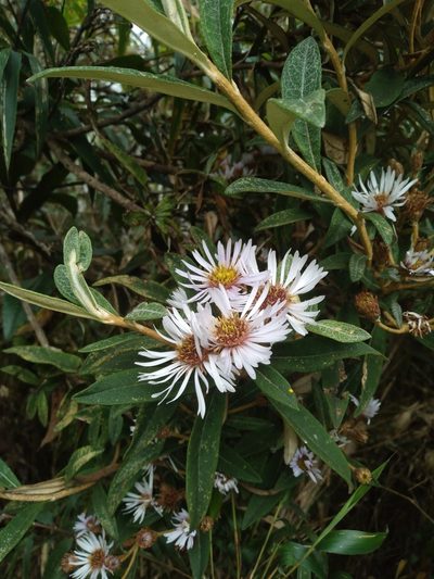 Diplostephium haenkei, photographed by Alfredo F. Fuentes Claros
