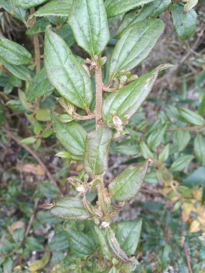 Baccharis saliens, photographed by Alfredo F. Fuentes Claros