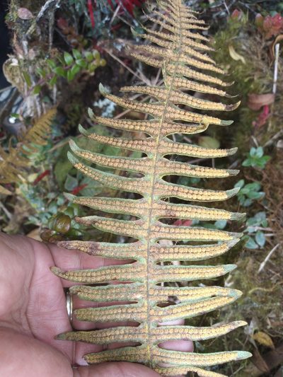 Serpocaulon crystalloneuron, photographed by Alfredo F. Fuentes Claros