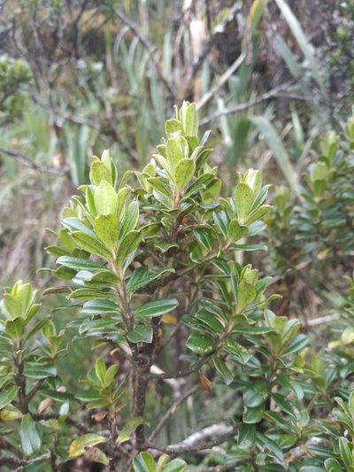 Myrsine dependens, photographed by Alfredo F. Fuentes Claros