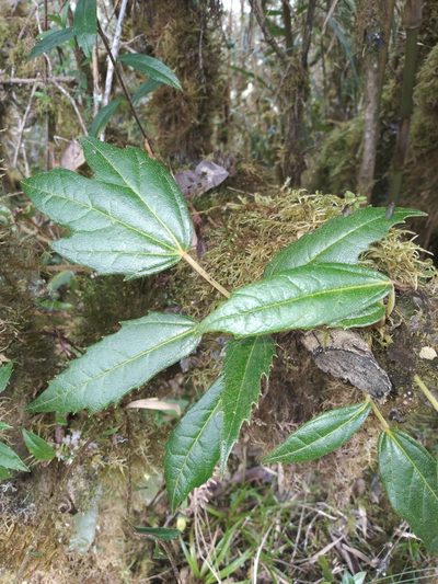 Oreopanax rusbyi, photographed by Alfredo F. Fuentes Claros