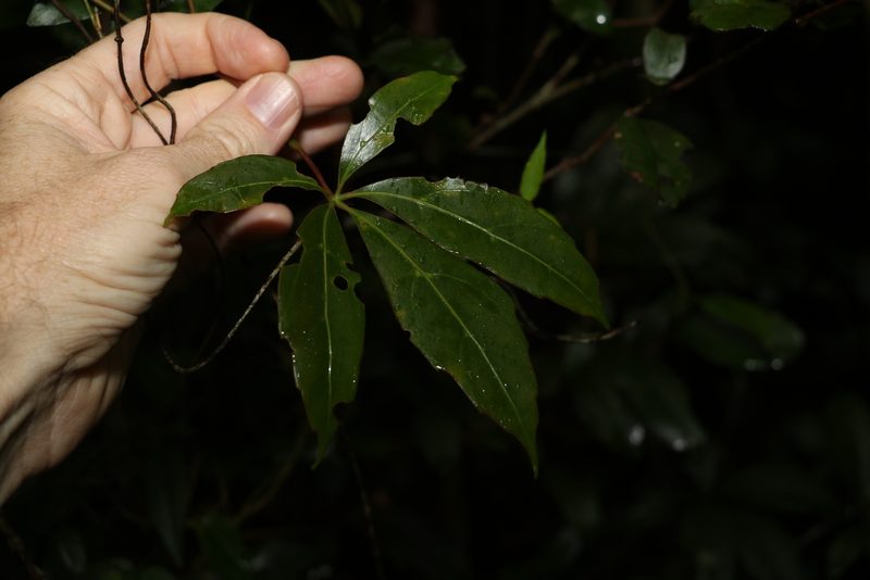 Apocissus sterculiifolia, photographed by Greg Tasney