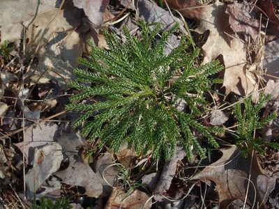 Dendrolycopodium obscurum, photographed by Lynn Harper