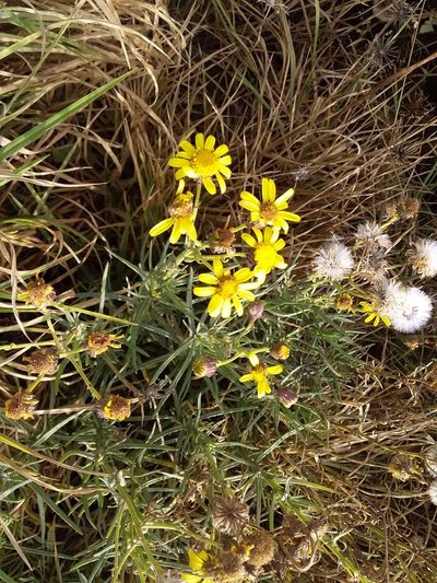 Senecio clivicola, photographed by Humber Alberto