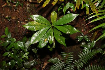 Eupomatia bennettii, photographed by Greg Tasney