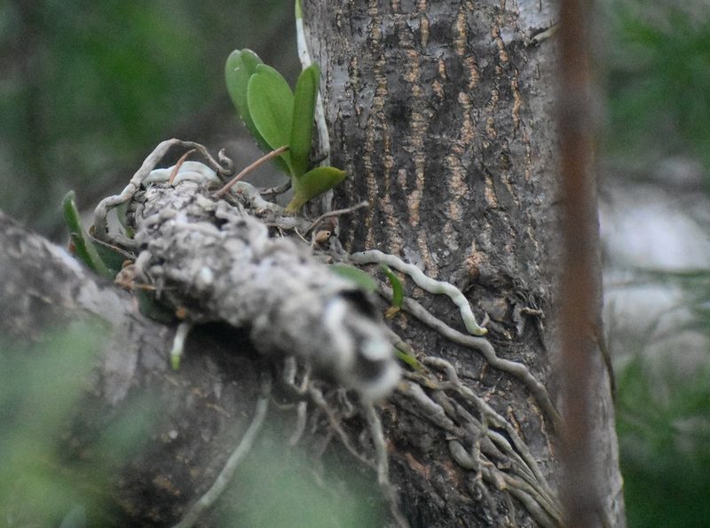 Mystacidium capense, photographed by Justin Ponder