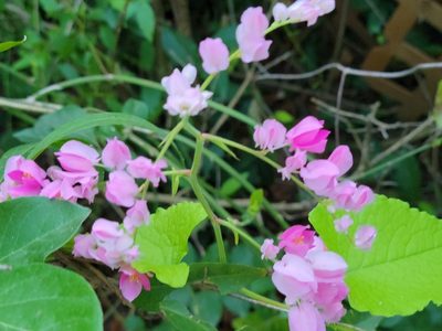 Antigonon leptopus, photographed by johnyochum