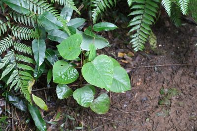 Homalanthus populifolius, photographed by Greg Tasney