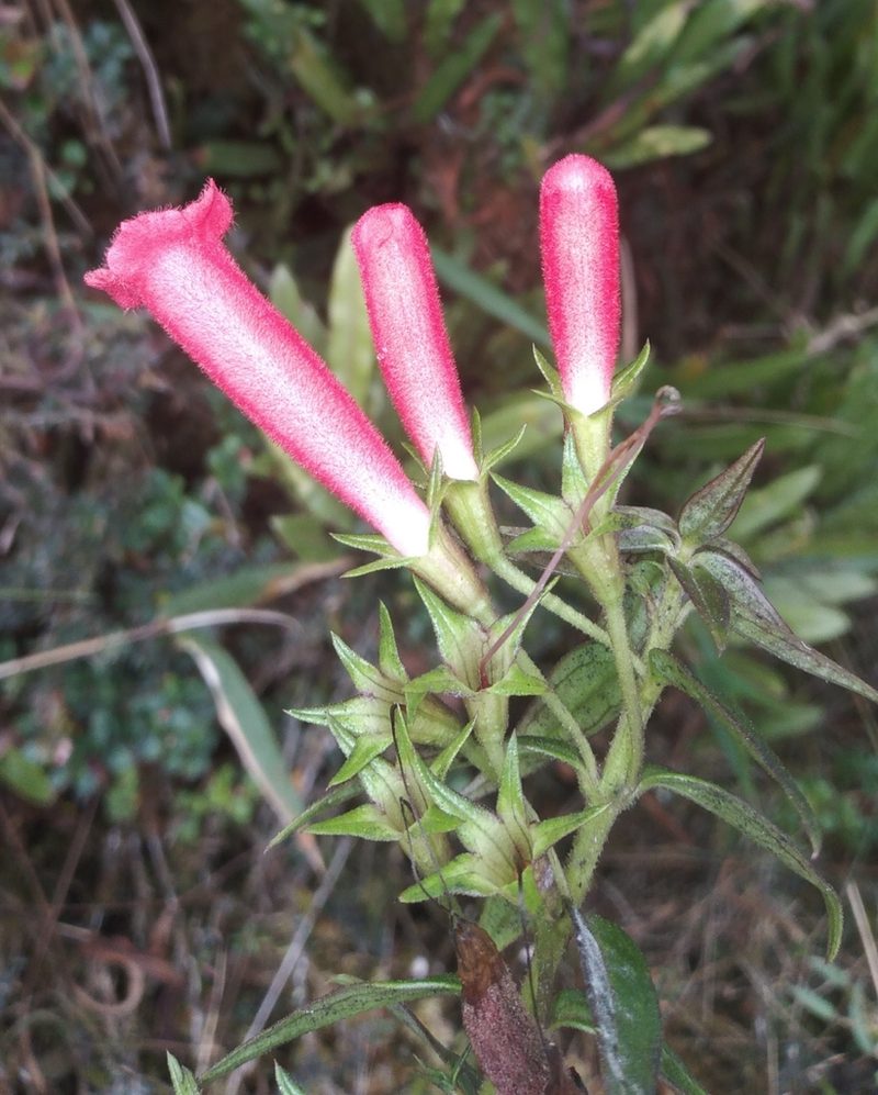 Agalinis megalantha, photographed by Alfredo F. Fuentes Claros