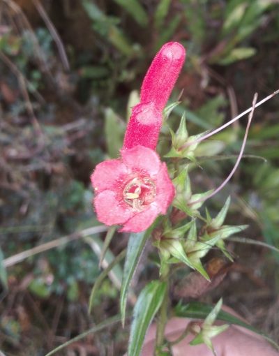 Agalinis megalantha, photographed by Alfredo F. Fuentes Claros