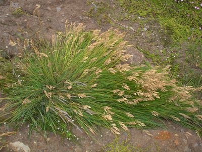 Poa chathamica, photographed by Peter de Lange