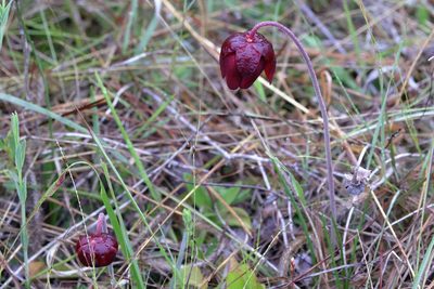 Sarracenia psittacina, photographed by Lauren McLaurin