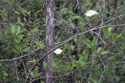Viburnum nudum, photographed by Lauren McLaurin