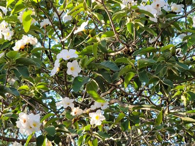 Cordia boissieri, photographed by johnyochum