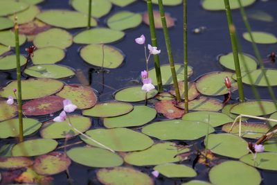 Utricularia purpurea, photographed by Lauren McLaurin
