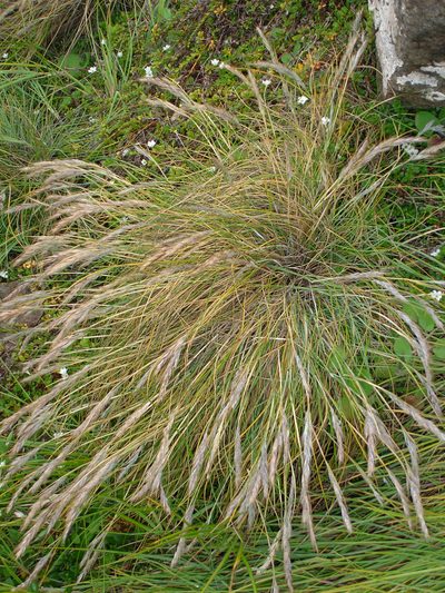 Festuca coxii, photographed by Peter de Lange