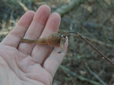 Corylus cornuta, photographed by Lynn Harper