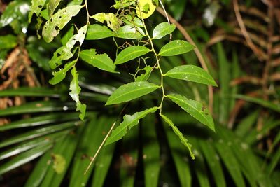 Capparis arborea, photographed by Greg Tasney