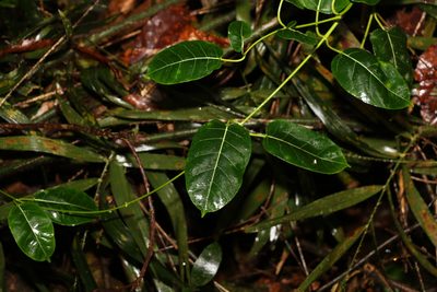 Leichhardtia rostrata, photographed by Greg Tasney