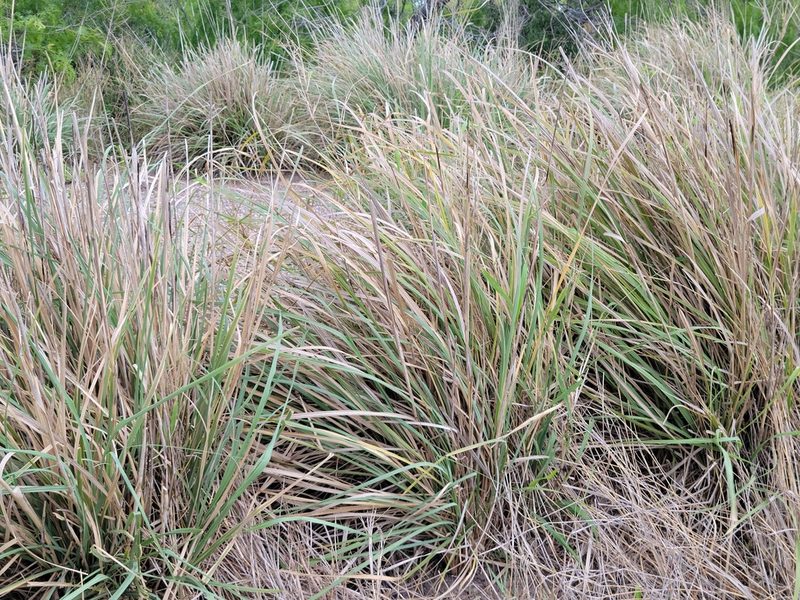 Sporobolus wrightii, photographed by johnyochum