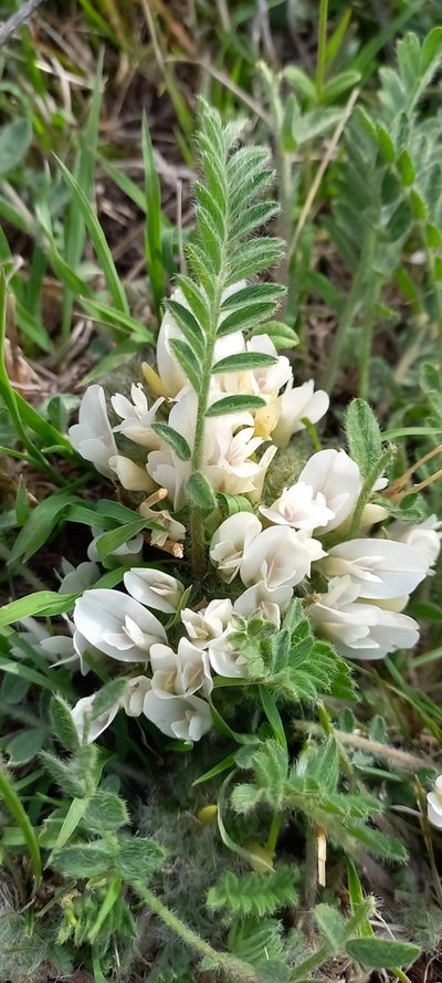 Astragalus rupifragus, photographed by Николай Крылов