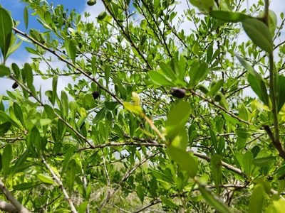 Sideroxylon celastrinum, photographed by johnyochum