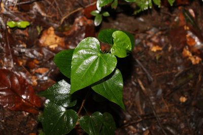 Sarcopetalum harveyanum, photographed by Greg Tasney