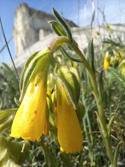 Onosma cinerea, photographed by Николай Крылов