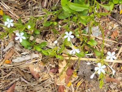 Plumbago zeylanica, photographed by johnyochum