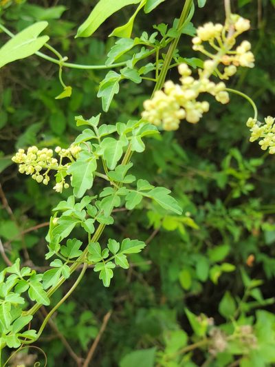 Serjania brachycarpa, photographed by johnyochum