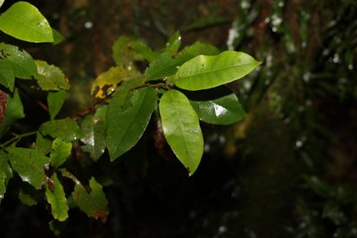 Lenwebbia prominens, photographed by Greg Tasney