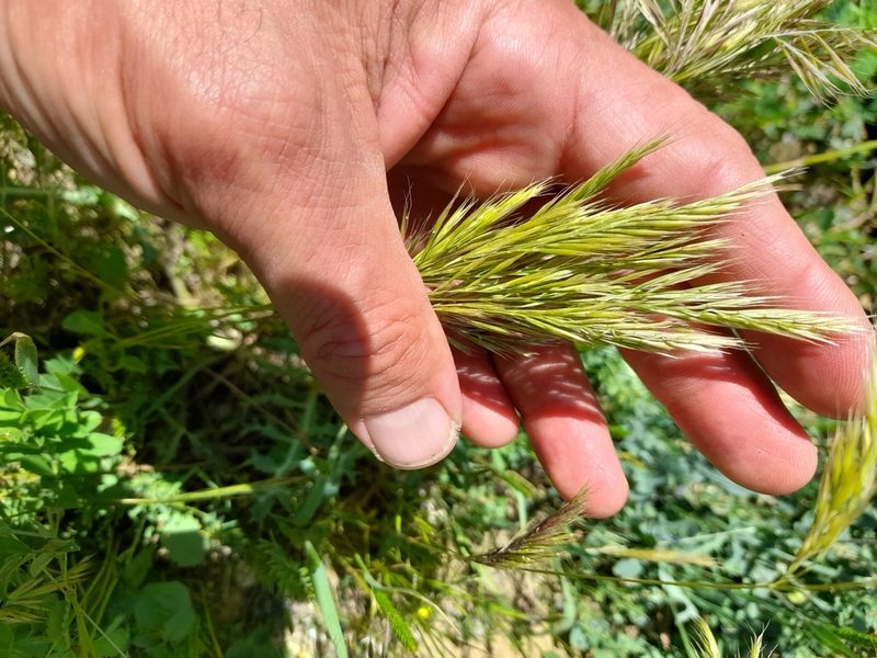 Festuca ligustica, photographed by etrusko25
