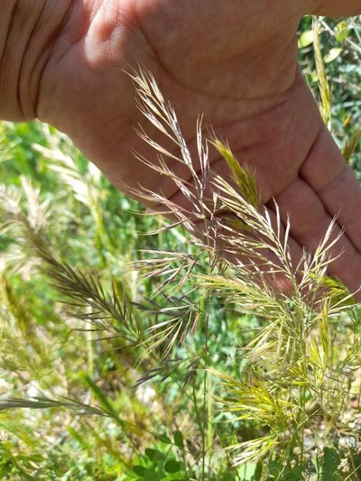 Festuca ligustica, photographed by etrusko25