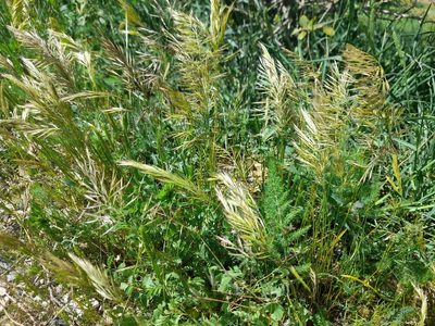 Festuca ligustica, photographed by etrusko25