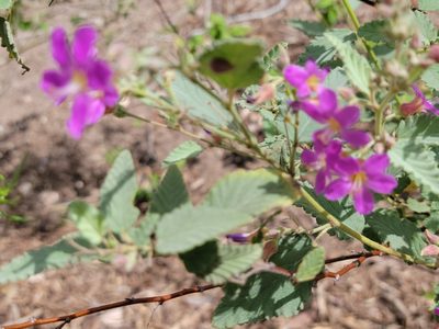 Melochia tomentosa, photographed by johnyochum
