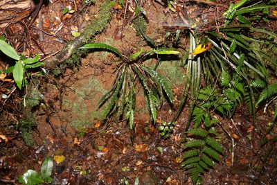 Austroblechnum patersonii