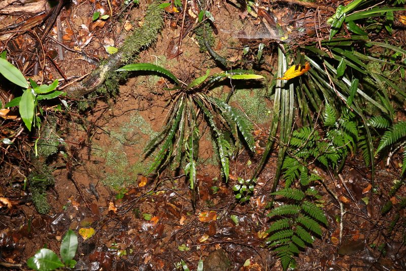 Austroblechnum patersonii, photographed by Greg Tasney