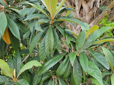 Eriobotrya japonica, photographed by johnyochum