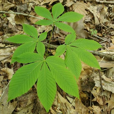 Aesculus flava, photographed by Mac Post