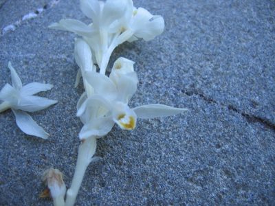 Cephalanthera austiniae, photographed by Scott Loarie