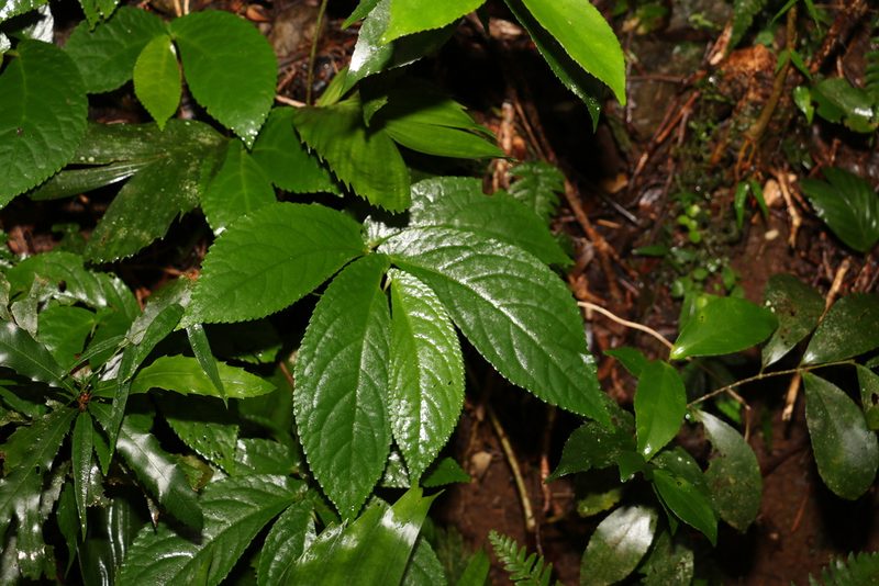 Elatostema reticulatum, photographed by Greg Tasney