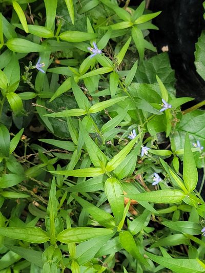 Carlowrightia parviflora, photographed by johnyochum