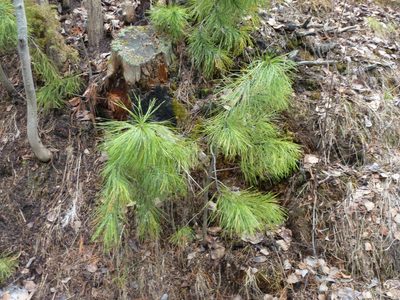 Pinus sibirica, photographed by Виктория Билоус