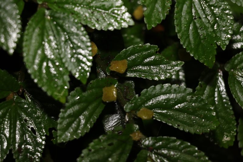 Elatostema stipitatum, photographed by Greg Tasney