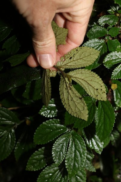 Elatostema stipitatum, photographed by Greg Tasney