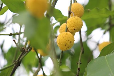 Garcinia madruno, photographed by GERMAN LEONEL SARMIENTO CRUZ