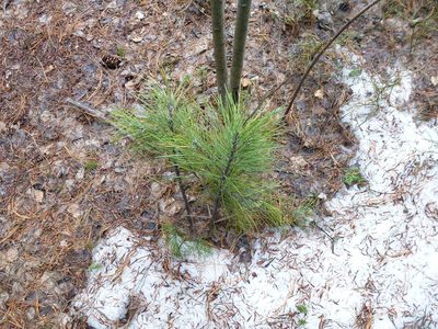 Pinus sibirica, photographed by Виктория Билоус