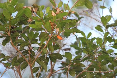 Mimusops obovata, photographed by Mahomed Desai